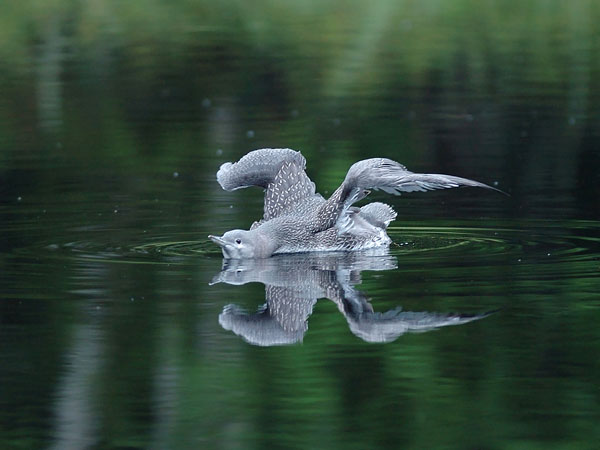 Kaakkuri, Red-throated Diver, Gavia stellata